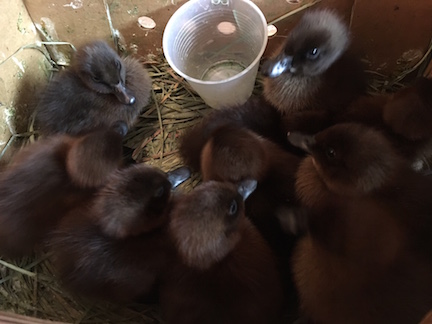 Ducks-First pic