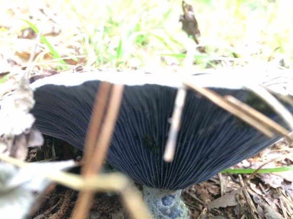 Mushroom 02A