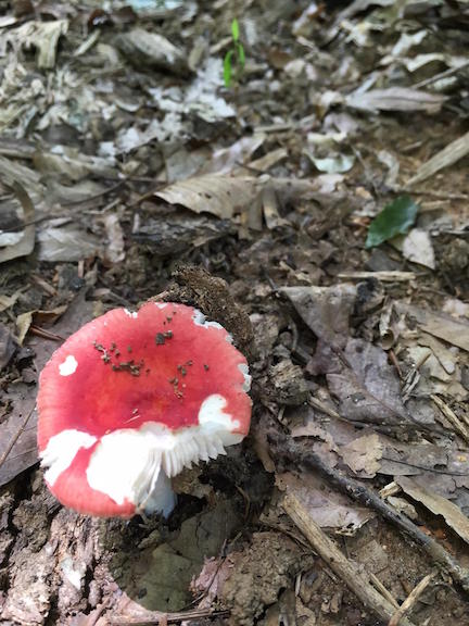 Mushroom 08